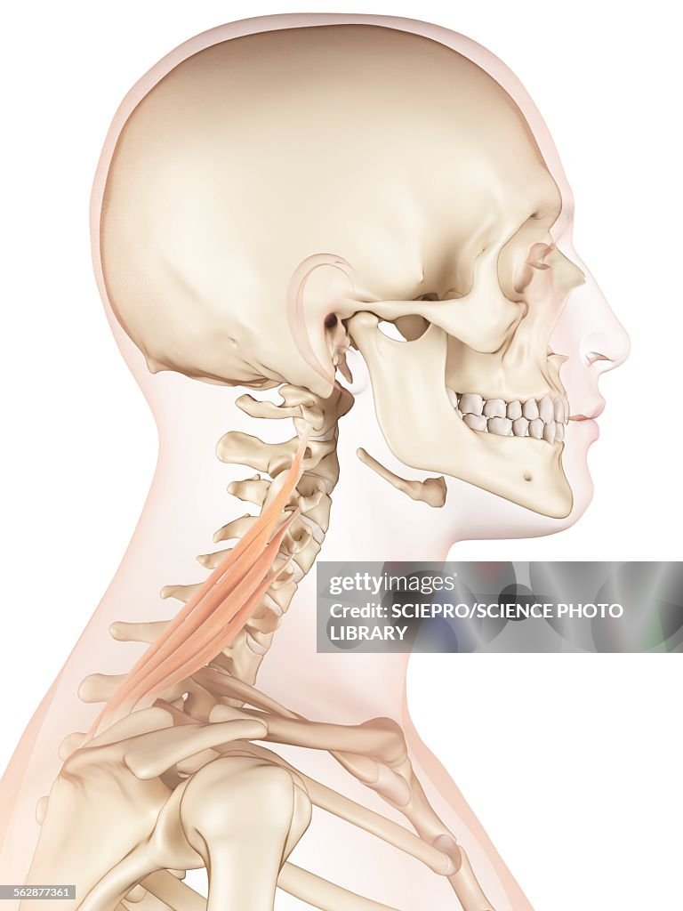 Neck Ropes Muscle Human Neck Muscles Illustration High-Res Vector Graphic - Getty Images