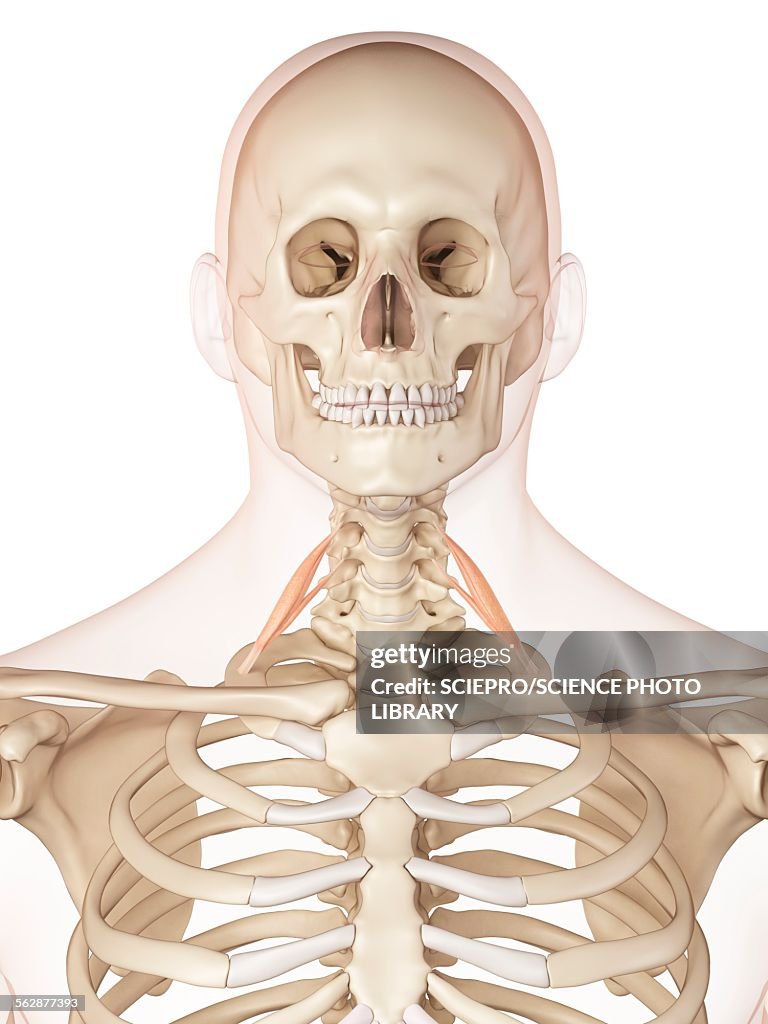 Human Neck Muscles Illustration High Biology Diagrams