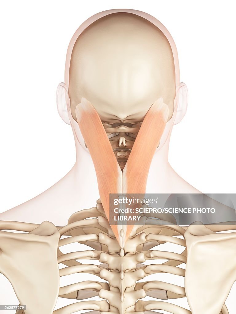 Human Neck Muscles Illustration High Biology Diagrams