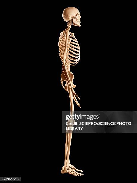 human skeletal system, illustration - human skeletal system stock illustrations