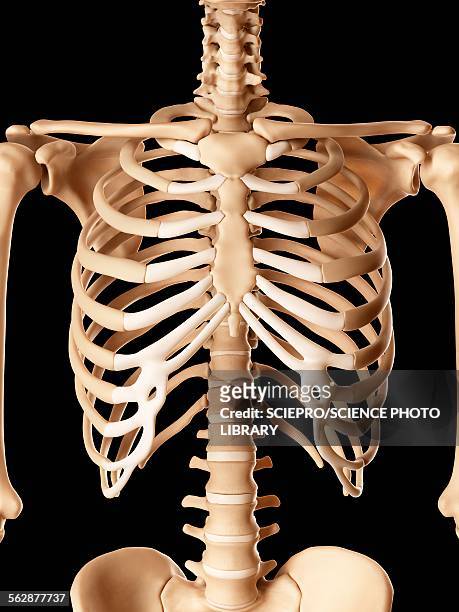 ilustrações, clipart, desenhos animados e ícones de human ribcage, illustration - costela osso humano