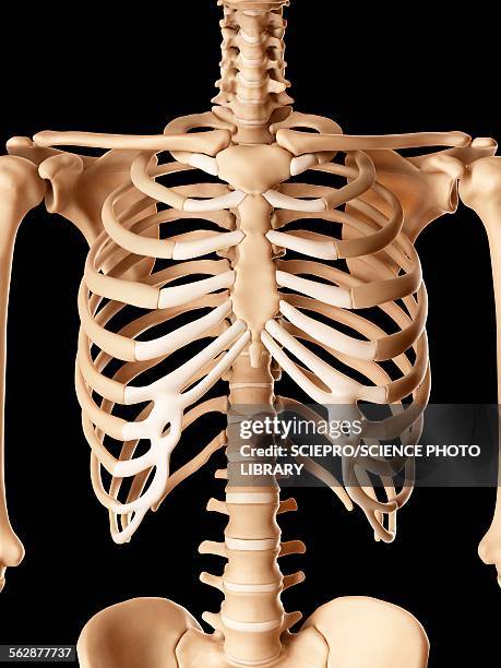 bildbanksillustrationer, clip art samt tecknat material och ikoner med human ribcage, illustration - rib cage