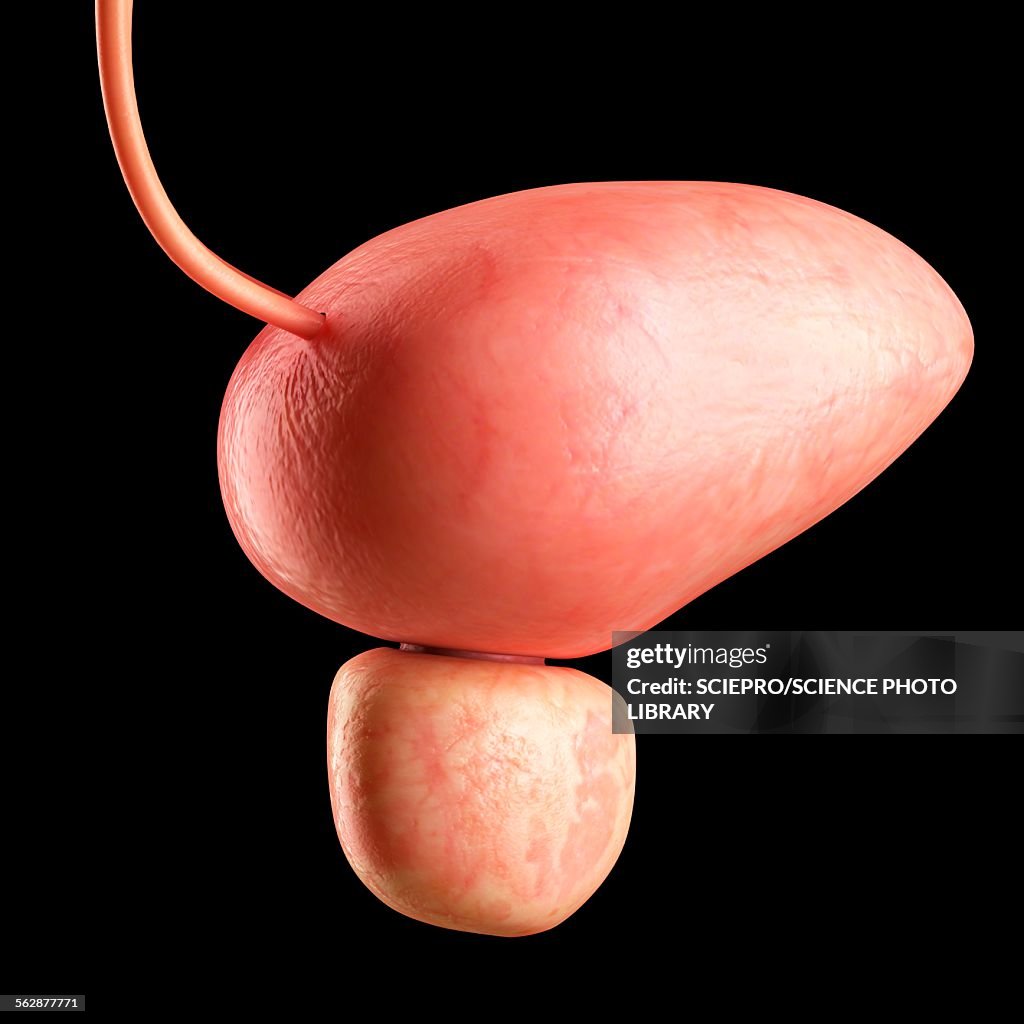 Human bladder, illustration