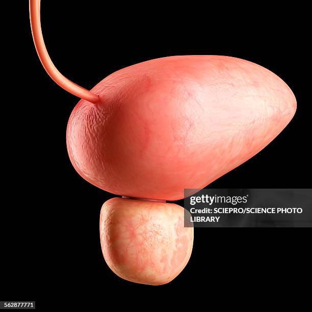 human bladder, illustration - bladder stock illustrations