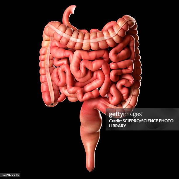 human intestines, illustration - intestine 3d stock illustrations