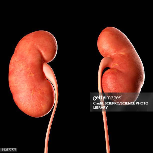 illustrazioni stock, clip art, cartoni animati e icone di tendenza di human kidneys, illustration - rene umano