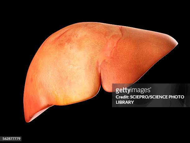 illustrazioni stock, clip art, cartoni animati e icone di tendenza di human liver, illustration - human liver
