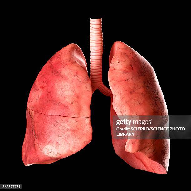 ilustraciones, imágenes clip art, dibujos animados e iconos de stock de human lungs, illustration - human lung