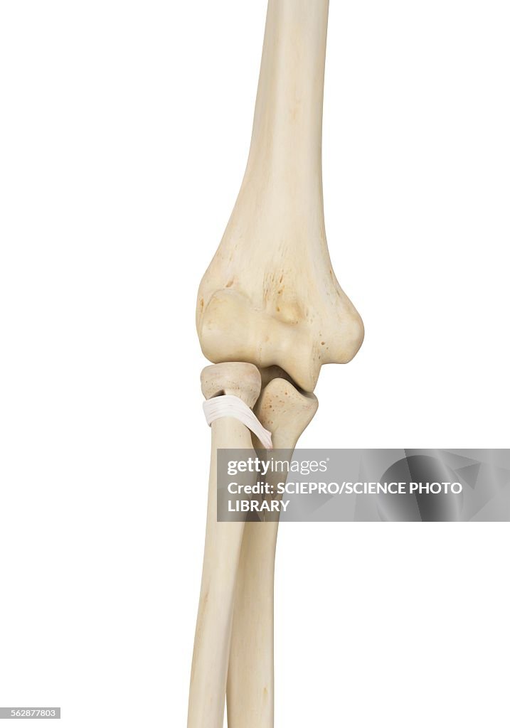 Human elbow joint, illustration