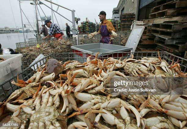 Martin Gonzalez separates freshly caught Dungeness Crabs on Fisherman's Wharf November 28, 2005 in San Francisco, California. Fishing boats full of...