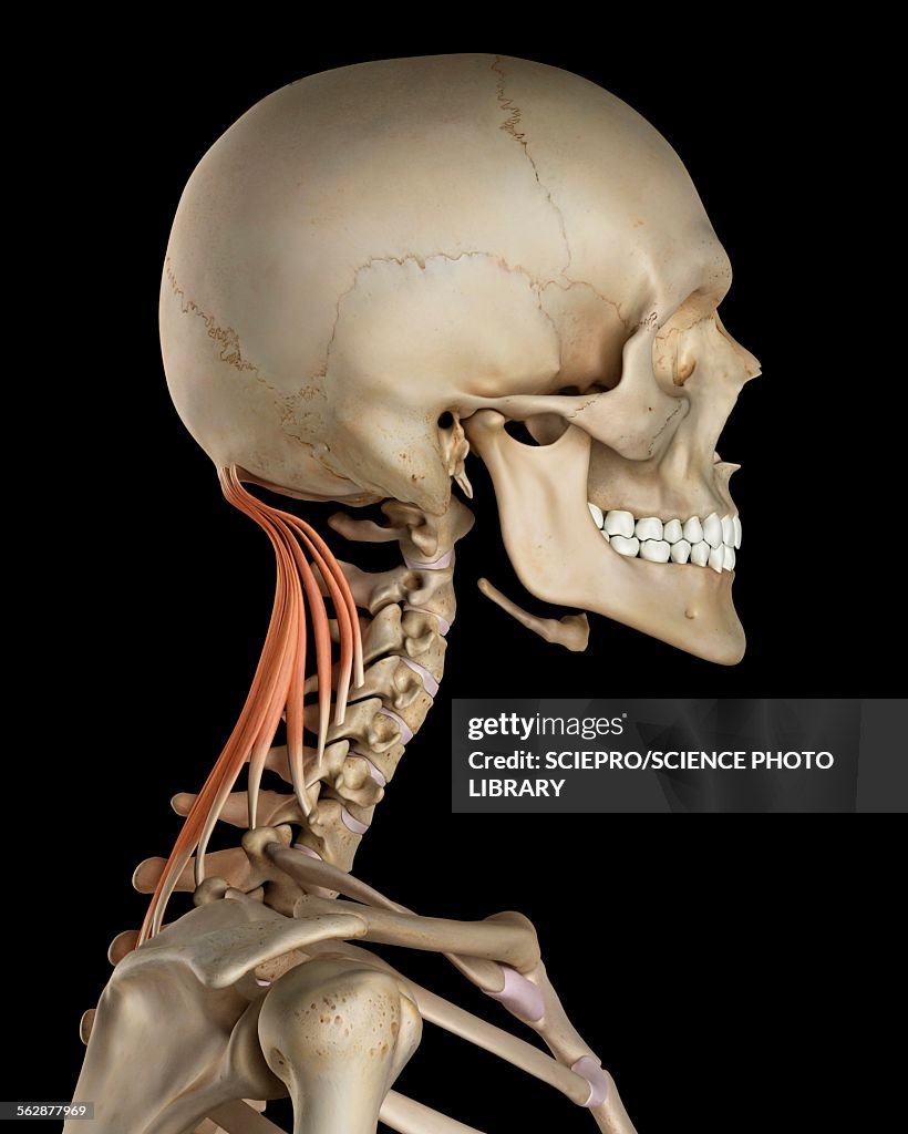 Human Neck Muscles Illustration High Biology Diagrams
