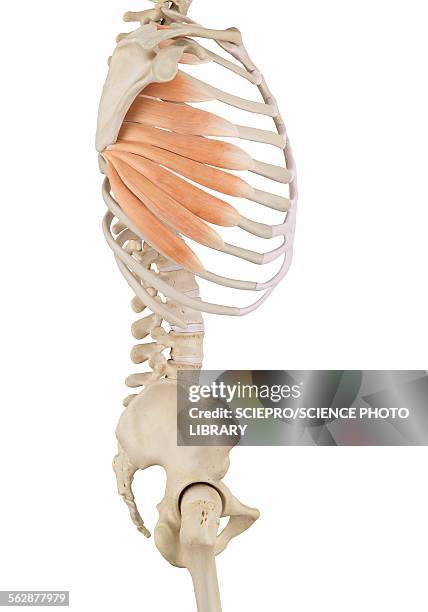 human chest muscles, illustration - human rib cage stock illustrations
