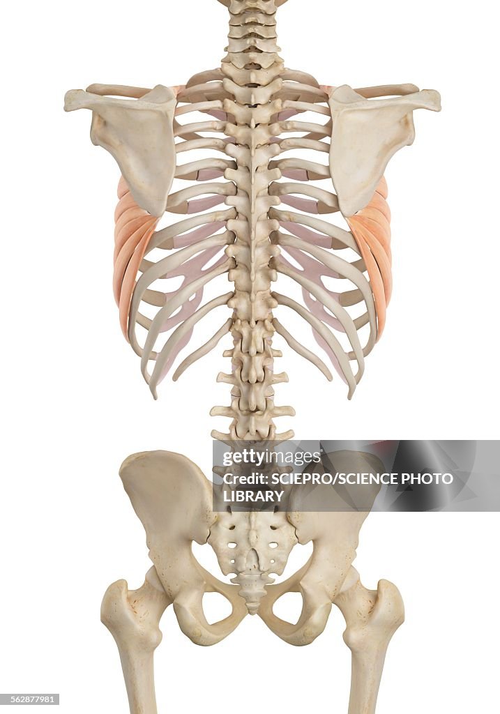 Human chest muscles, illustration