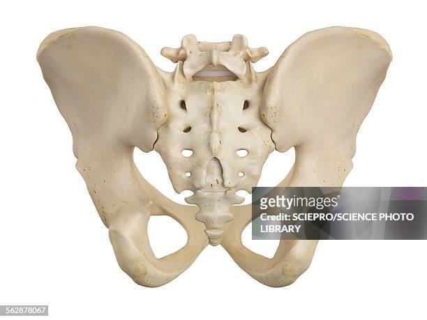 human pelvis, illustration - human small intestine stock illustrations
