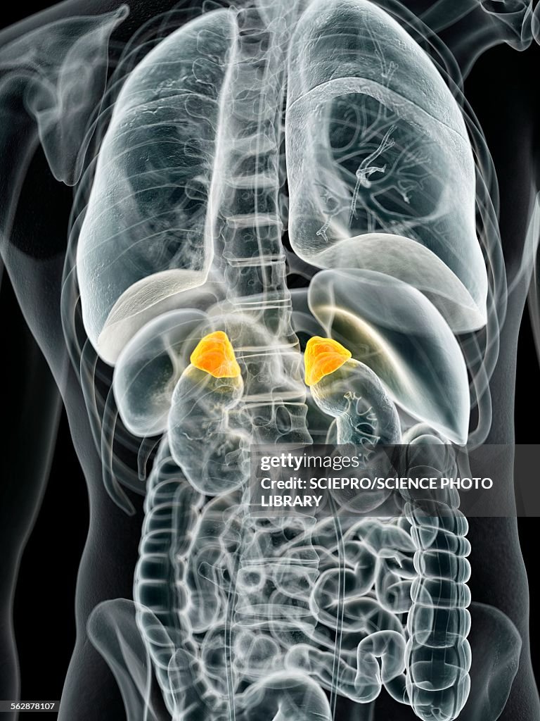 Human Adrenal Glands Illustration High Biology Diagrams