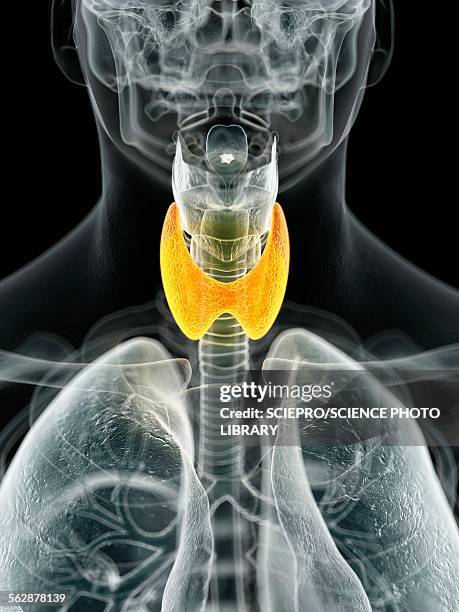 human thyroid, illustration - thyroid stock illustrations