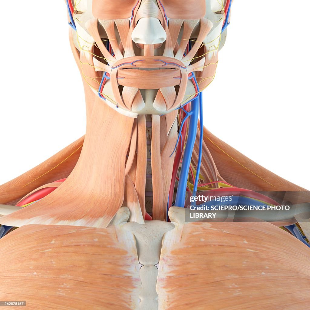 Neck Visual Human Anatomy Of Neck Illustration High-Res Vector Graphic - Getty Images