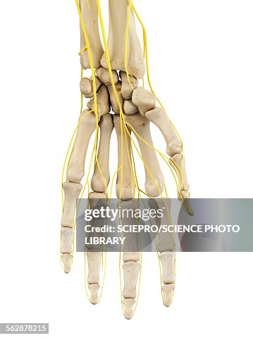 Human Hand Nerves Illustration High-Res Vector Graphic - Getty Images
