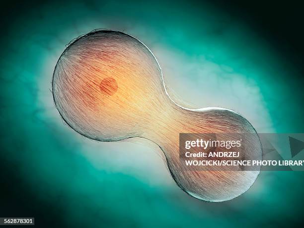 cell division, illustration - cell division stock illustrations