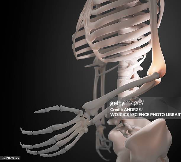 human skeletal system, illustration - human skeletal system stock illustrations