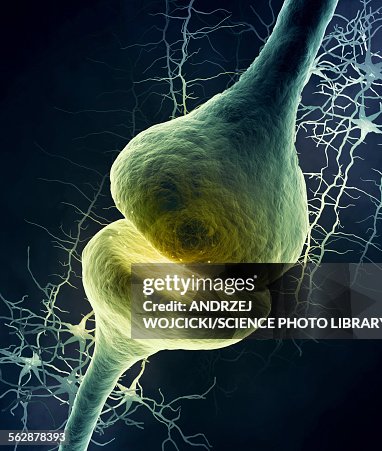 Synapes Drawing Synapse Illustration High-Res Vector Graphic - Getty Images