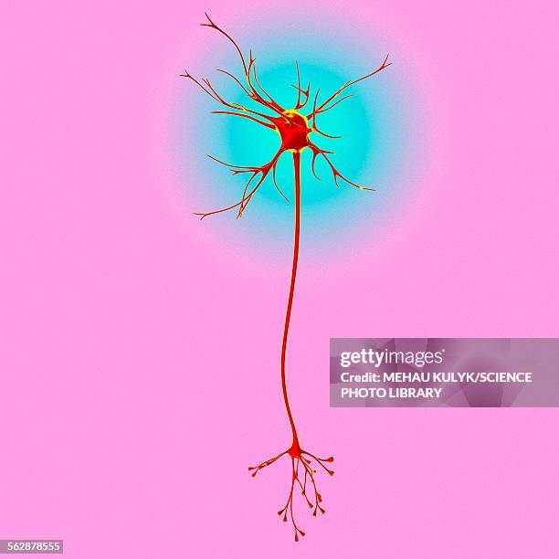 bildbanksillustrationer, clip art samt tecknat material och ikoner med neuron, illustration - nervcell