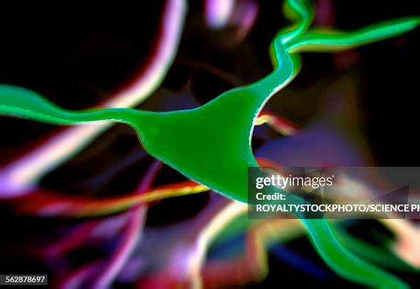 Cortex Cels Cerebral Cortex Nerve Cell Illustration High-Res Vector Graphic - Getty ...