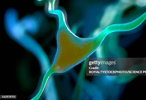 Cortex Cels Cerebral Cortex Nerve Cell Illustration High-Res Vector Graphic - Getty ...