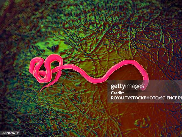 ebola virus, illustration - ebola stock illustrations