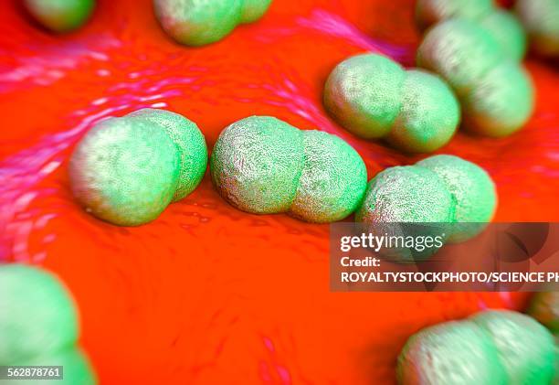 staphylococcus epidermidis bacteria - staphylococcus epidermidis stock illustrations
