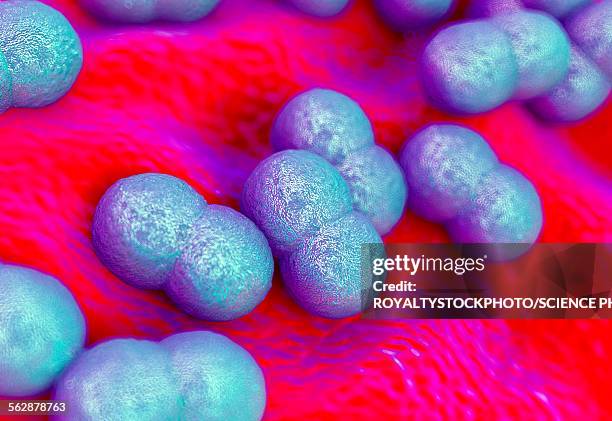 staphylococcus epidermidis bacteria - staphylococcus epidermidis stock illustrations