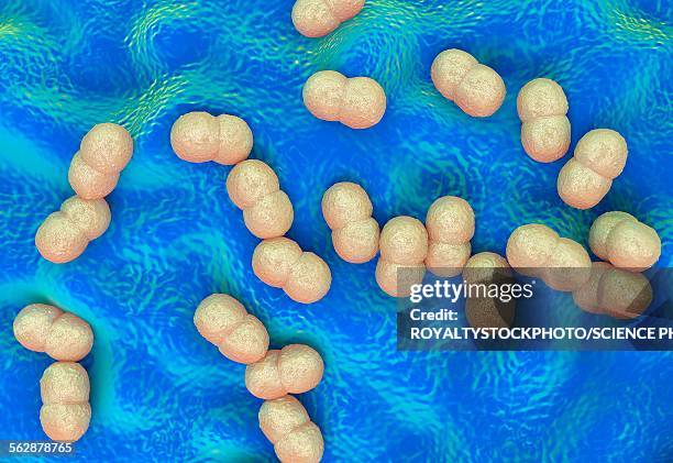 staphylococcus epidermidis bacteria - staphylococcus epidermidis stock illustrations