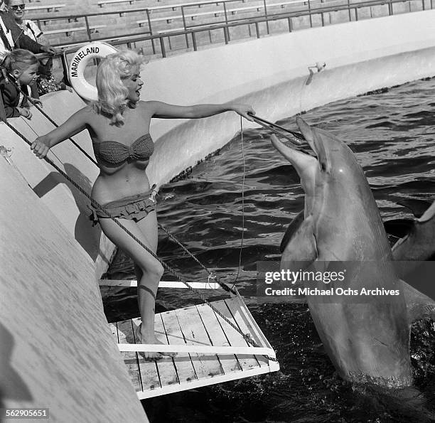 Actress Jayne Mansfield poses as feeds a dolphin at Marineland in Los Angeles,California.