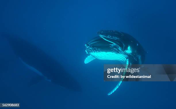 extended baleen - haapai islands stock pictures, royalty-free photos & images