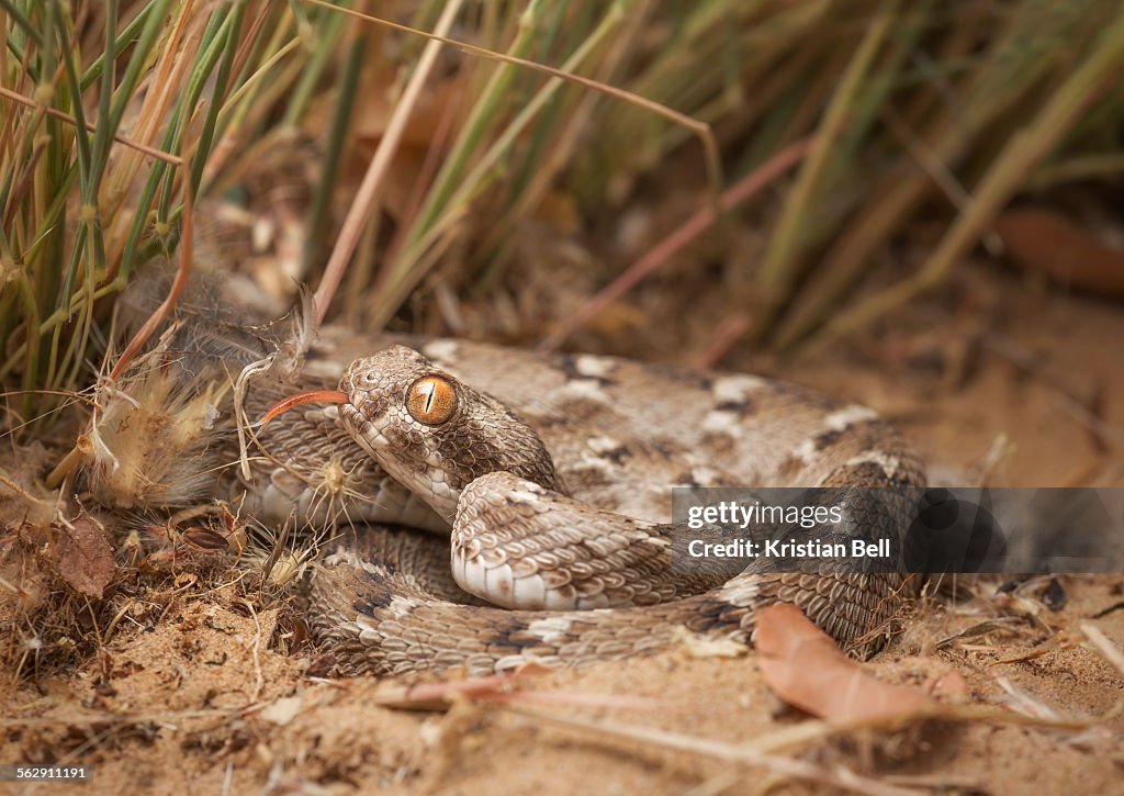 Sind saw-scaled viper (Echis carinatus)