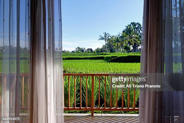 view of rice paddy from room in ubud - ubud rice fields stock pictures, royalty-free photos & images