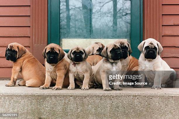 row of puppies - grupo mediano de animales fotografías e imágenes de stock