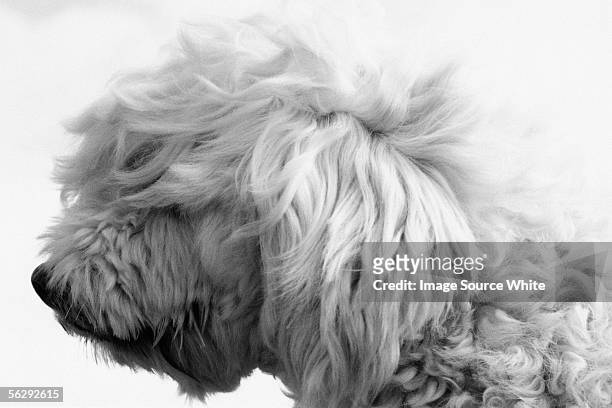 profile of a wheaton terrier - soft coated wheaten terrier foto e immagini stock
