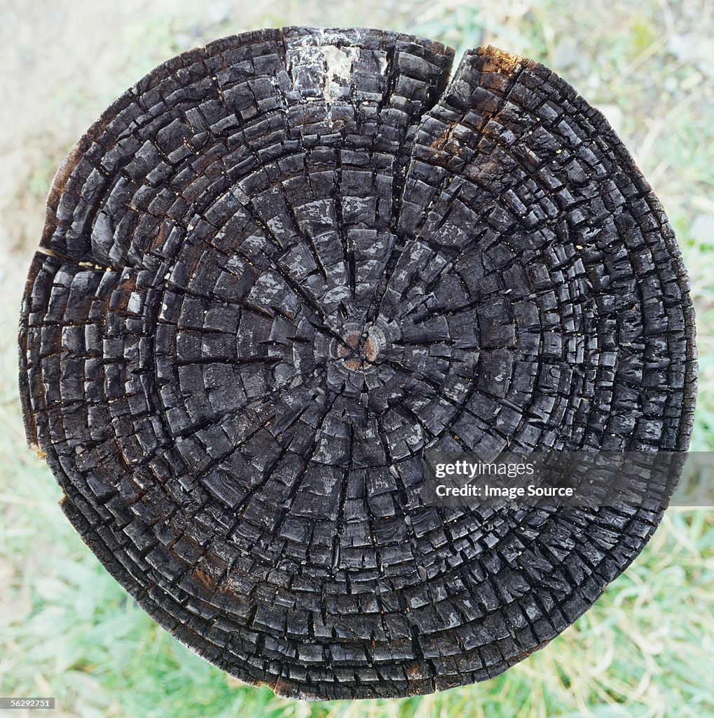 Old tree stump