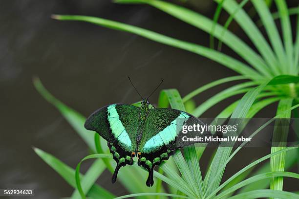 emerald swallowtail -papilio palinurus-, malaysia, philippines - emerald swallowtail stockfoto's en -beelden