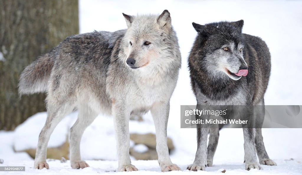 Mackenzie Valley Wolf, Alaskan Tundra Wolf or Canadian Timber Wolf -Canis lupus occidentalis-, two wolves in the snow, the female leader of the pack on the left