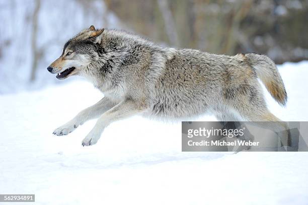 mackenzie valley wolf, alaskan tundra wolf or canadian timber wolf -canis lupus occidentalis-, young wolf jumping in the snow - michael wolf stock pictures, royalty-free photos & images