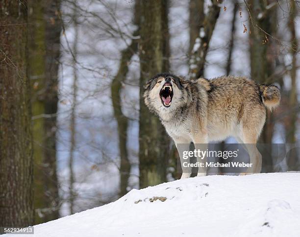 mackenzie valley wolf, alaskan tundra wolf or canadian timber wolf -canis lupus occidentalis- in the snow, leader of the pack, aggressive - grey-wolf-canis-lupus-snarling-side-view stock pictures, royalty-free photos & images