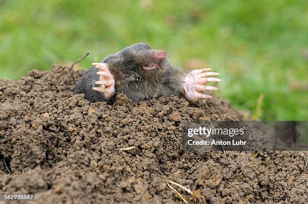 european mole -talpa europaea- - maulwurfshügel stock-fotos und bilder