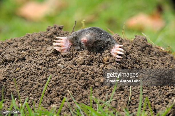 european mole -talpa europaea- - molehill stock pictures, royalty-free photos & images