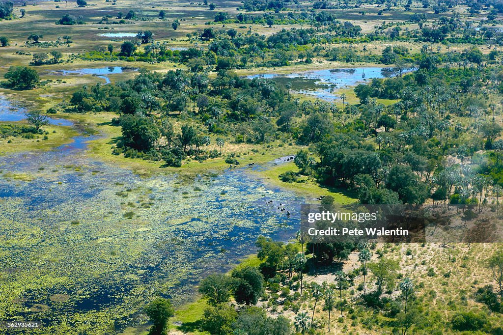 Aerial view, Okavango Delta, Botswana, Africa