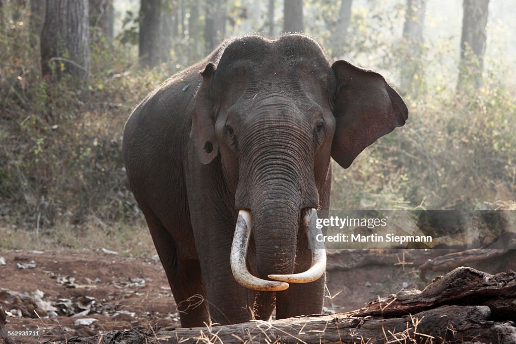 Asian, Asiatic or Indian elephant -Elephas maximus-, male, Rajiv Gandhi National Park, Nagarhole National Park, Karnataka, South India, India, South Asia, Asia