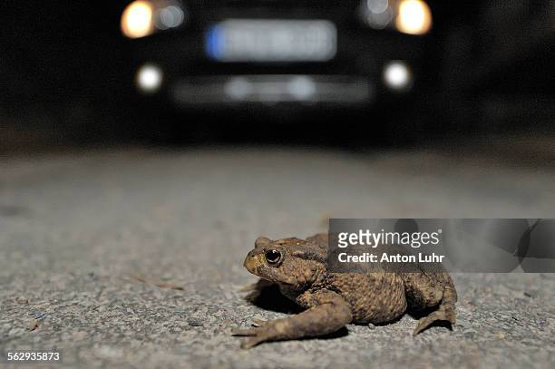 toad migration, common toad -bufo bufo- on the street in front of a car - toad stock pictures, royalty-free photos & images