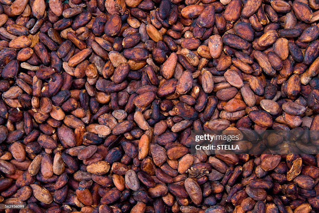 Cocoa beans, La Maison du Cacao, Pointe-Noire, west coast of Basse-Terre, Guadeloupe, French Antilles, Lesser Antilles, Caribbean