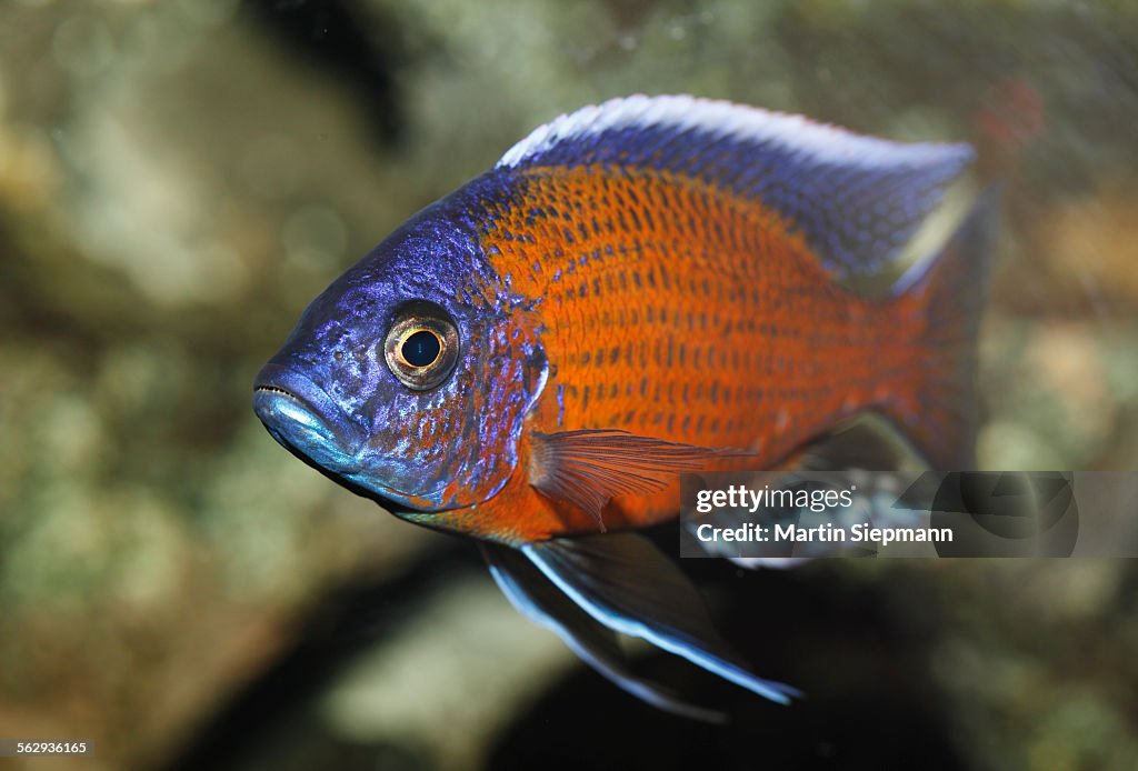 Kadango red fin hap -Copadichromis borleyi, syn. Haplochromis borleyi, Haplochromis red kadango-, male tilapia -cichlid- from Lake Malawi, mouth-breeder, freshwater aquarium